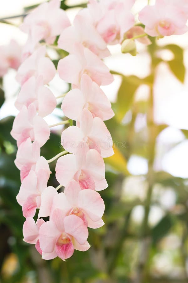 Beautiful Orchid Flower, Purple Orchid in Pink Orchid. Flowers on