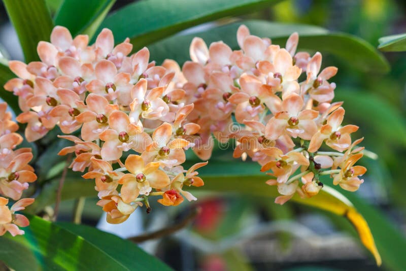 Beautiful orchid flower in the garden at winter or spring day. stock photo Beautiful orchid flower in the garden at winter or spring day. stock photo