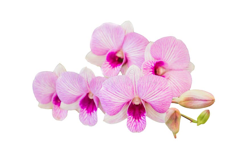 Beautiful orchid flower on white background royalty free stock photos Beautiful orchid flower on white background royalty free stock photos