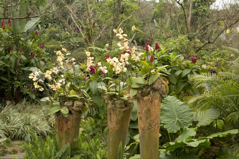 Beautiful Orchid Garden In Nanning Qingxiu Mountain Stock Image