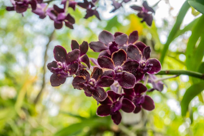 Beautiful orchid named Vandachostylis Sri-Siam within the flower garden. Ratchaburi Province of Thailand royalty free stock photo Beautiful orchid named Vandachostylis Sri-Siam within the flower garden. Ratchaburi Province of Thailand royalty free stock photo
