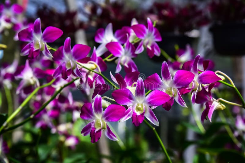 Beautiful Orchid in Plant Nursery Stock Photo Image of plant