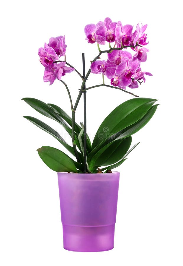 Beautiful orchid in a purple pot