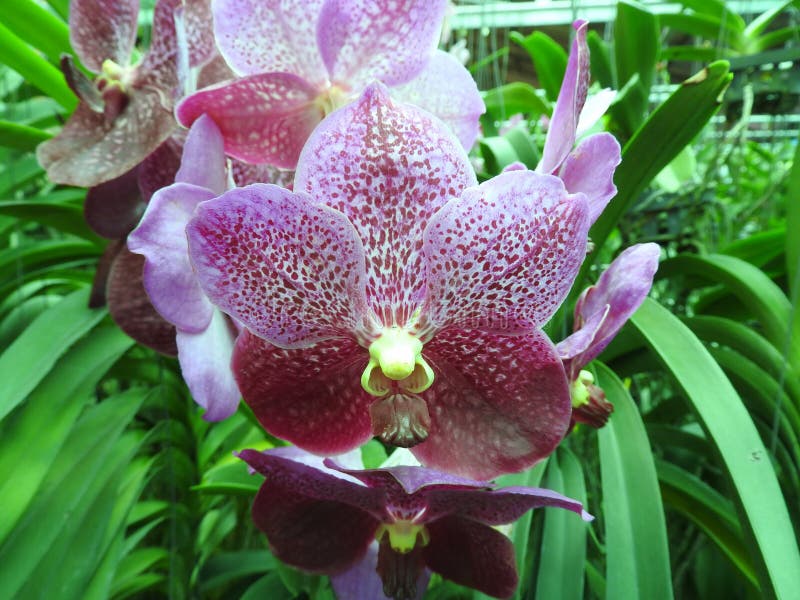 Beautiful Orchidee Orchidaceae