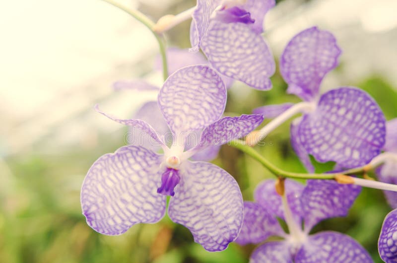Beautiful Orchids Bloom in the Morning. Stock Image Image of flora
