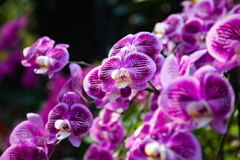 Pink Orchid Picture. Image 12990171