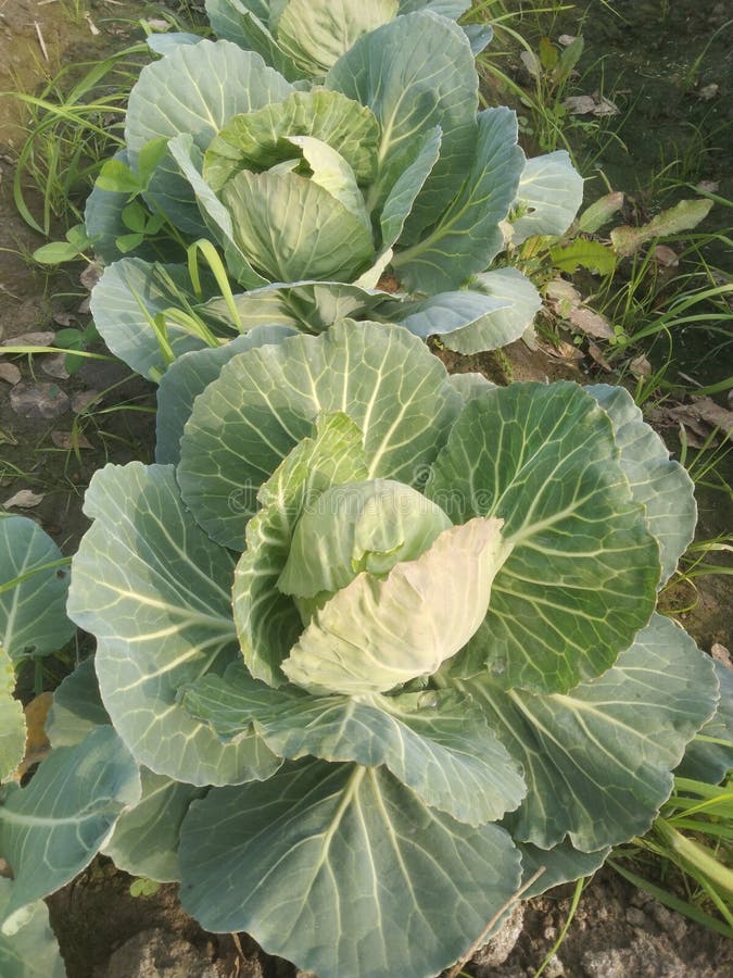 Beautiful Organic Cabbage Plants Stock Image Image of beautiful