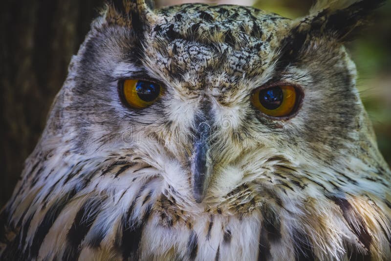 Beautiful owl with intense eyes and beautiful plumage