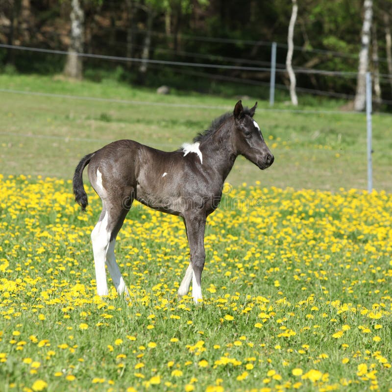 Beautiful Paint Horse Foal on Pasturage Stock Photo Image of graze