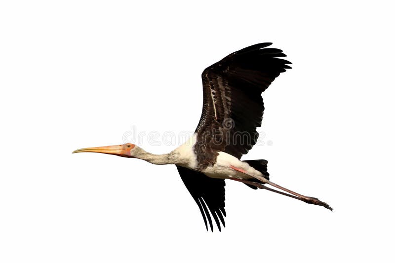 Beautiful Painted Stork flying isolated on white background. Animal background
