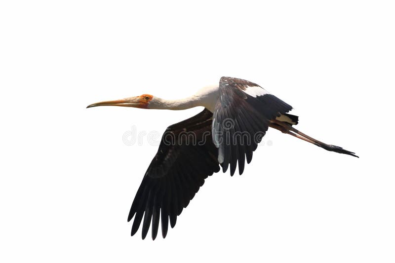 Beautiful Painted Stork flying isolated on white background. Animal background