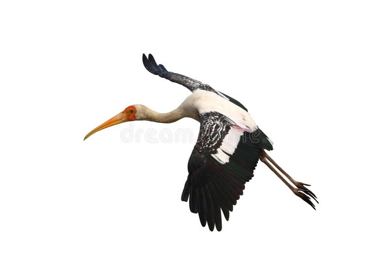 Beautiful Painted Stork flying isolated on white background. Animal background