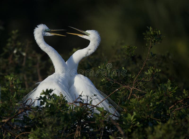 Great Egrets nesting at Venice Rookery royalty free stock photography Great Egrets nesting at Venice Rookery royalty free stock photography