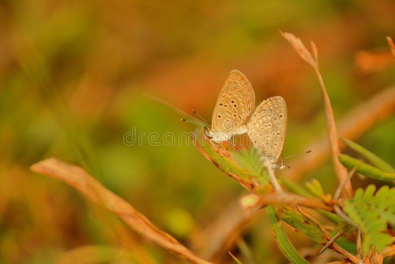 Pair of butterfly in love, natural, nature stock photography Pair of butterfly in love, natural, nature stock photography