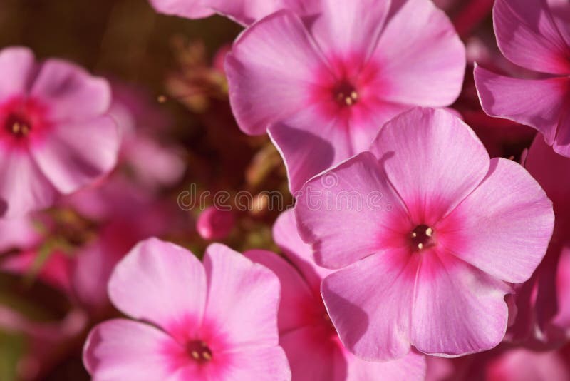 Beautiful Pale Pink Flowers Stock Image Image of pattern, pink 78079351