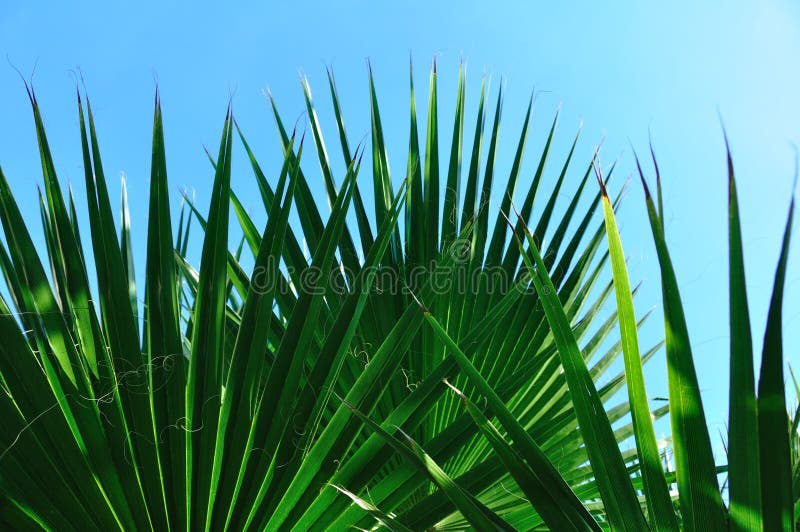 Beautiful palm leaves