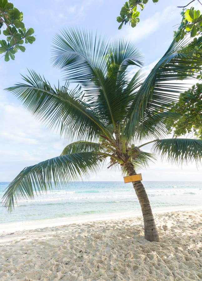 Beautiful palm tree with coconuts on the beach, ocean waves behind and small blank sign