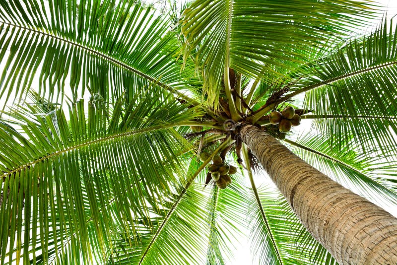 Beautiful Palm Tree in the Nature. Stock Image Image of outdoors