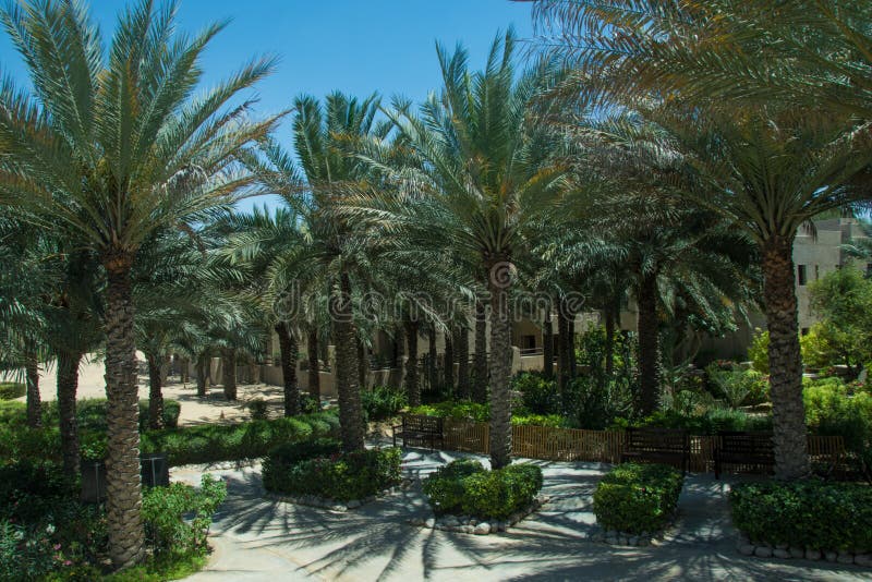 Beautiful palm trees alley in luxury arabian desert hotel