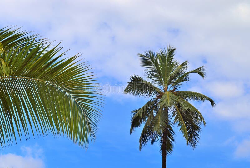 Beautiful Palm Trees at the White Sand Beach on the Paradise Islands ...