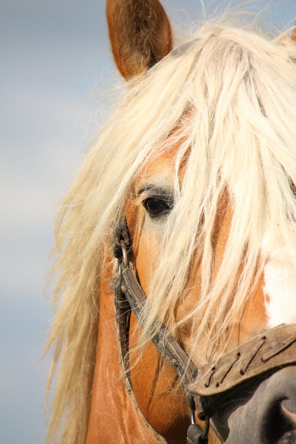 Beautiful palomino draught horse head close up