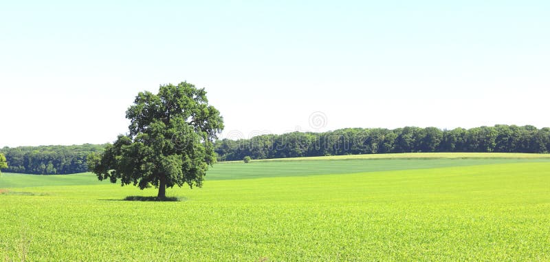 Beautiful panorama with summer landscape with lonely tree