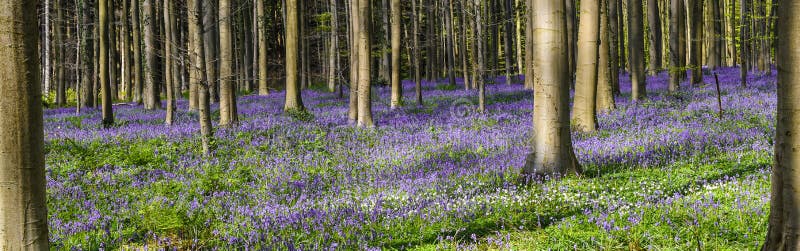 Beautiful panoramic landscape with purple flower carpet of wild bluebells in the forest of Belgium.