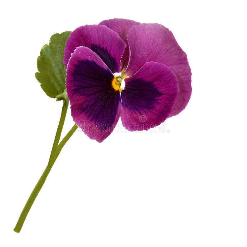 Pansy White Background Stock Photos - Download 5,727 Royalty Free Photos
