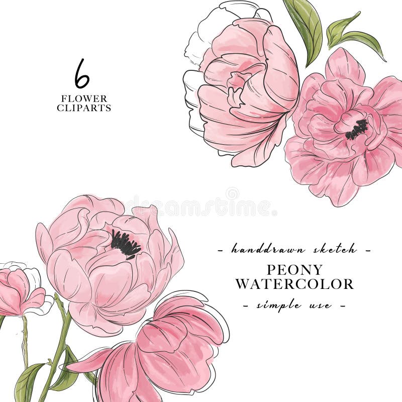 Beautiful paony 2 bouquet decoration. Flower power banner. Modern vector watercolor botanical art. Vintage spring, summer branch royalty free illustration Beautiful paony 2 bouquet decoration. Flower power banner. Modern vector watercolor botanical art. Vintage spring, summer branch royalty free illustration