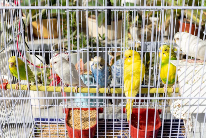Bellissimo parrocchetto pappagalli gabbia alimentazione un potabile Acqua.