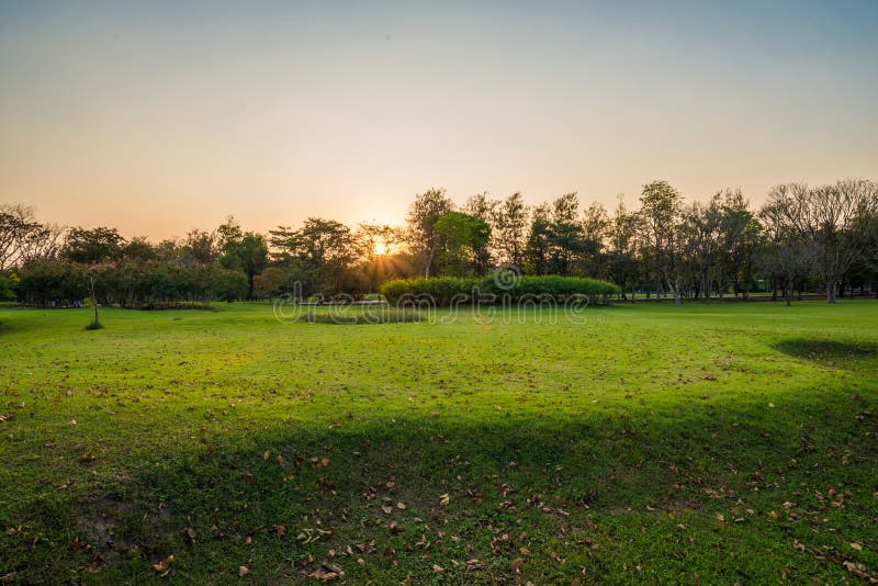 Beautiful park green scenery with meadow grass field