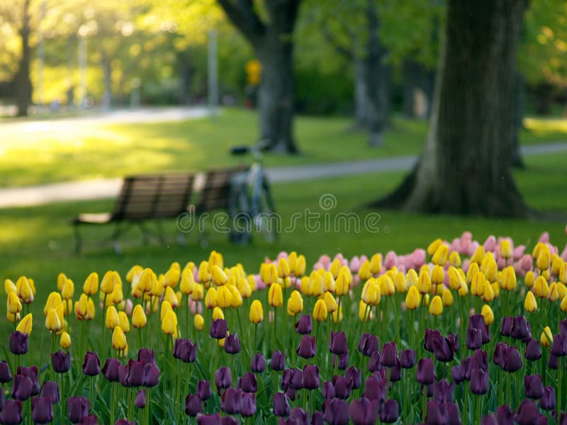 Beautiful park in spring