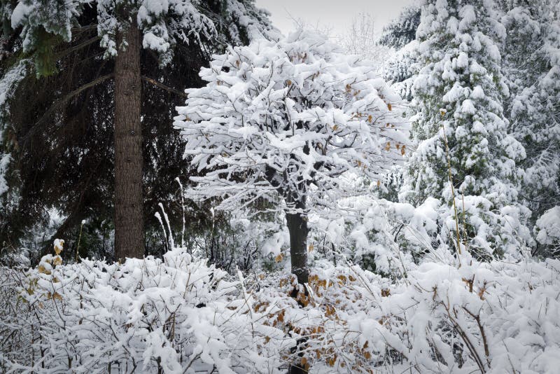 Beautiful Winter Stock Photo Image Of Climate Beautiful 36066088