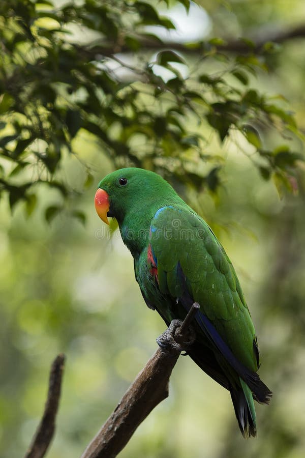 Beautiful parrot green bird stock photo Beautiful parrot green bird stock photo