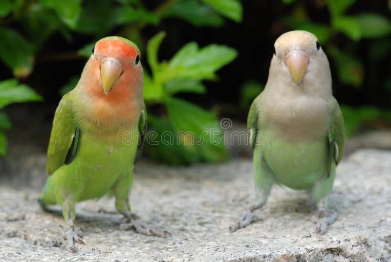 Beautiful parrot pet