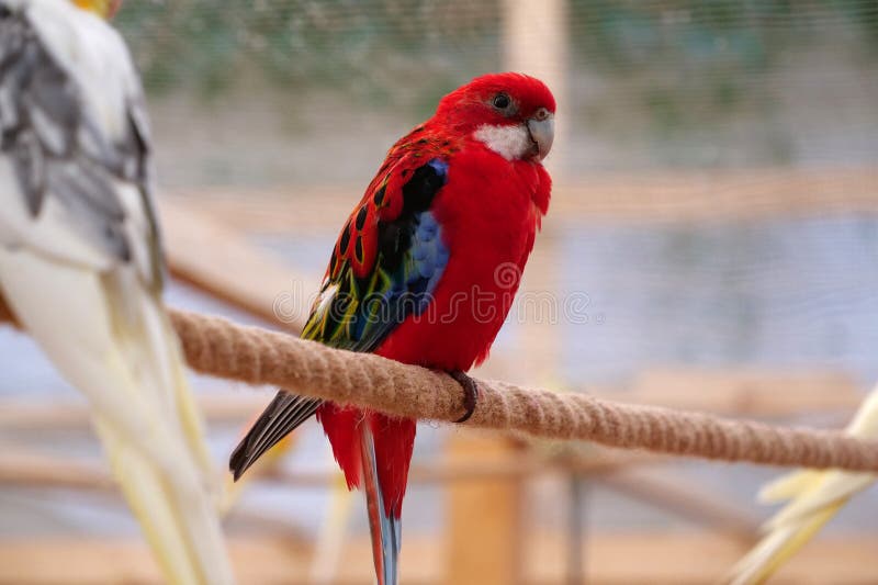 Beautiful Parrots with Colorful Feathers Sits on a Rope Stock Image