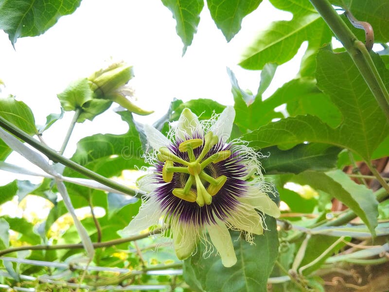 Beautiful Passion Flower in a Garden Stock Photo Image of pollen