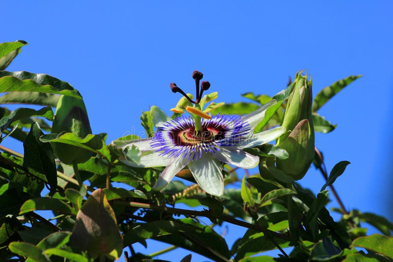 Beautiful Passionflower Flower Stock Photo Image of scenic, spring