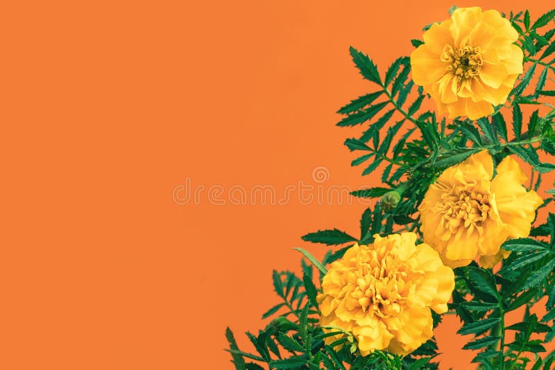 Marigold Flowers on Orange Background with Copy Space Stock Image - Image  of space, bouquet: 198738743
