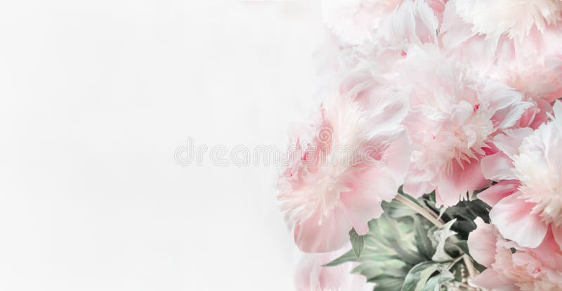 Beautiful pastel pink peonies flowers on white background, front view. Floral border or Layout or greeting card