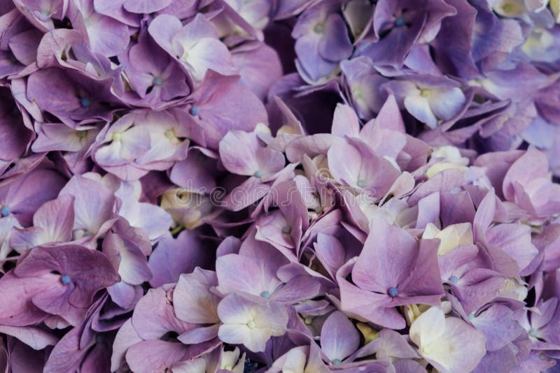 Beautiful pastel purple hydrangea flowers in bloom. Floral texture for background