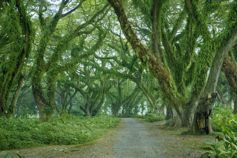 Beautiful path in De Djawatan forest