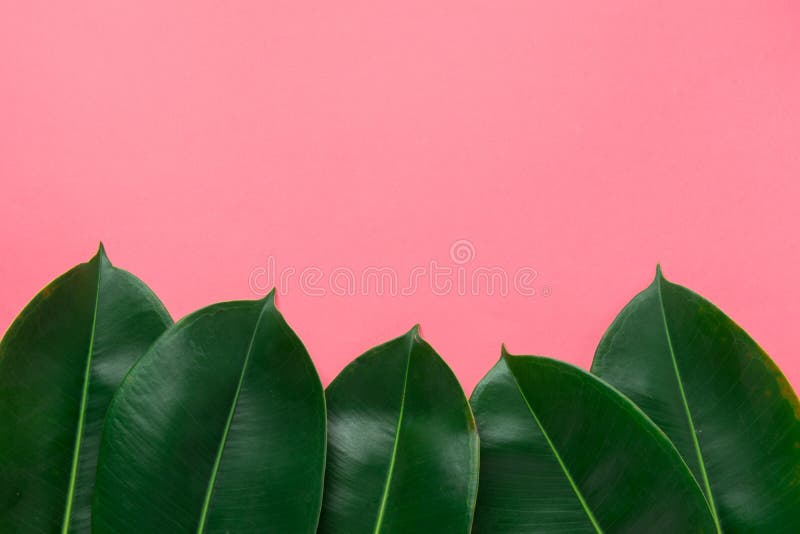 ficus pink tones ficus pink tones