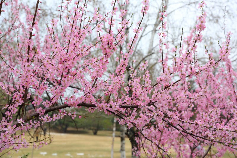 Beautiful Peach Blossoms In Spring Stock Photo Image Of Blooming