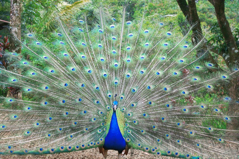 Beautiful peacock with fully fanned tail