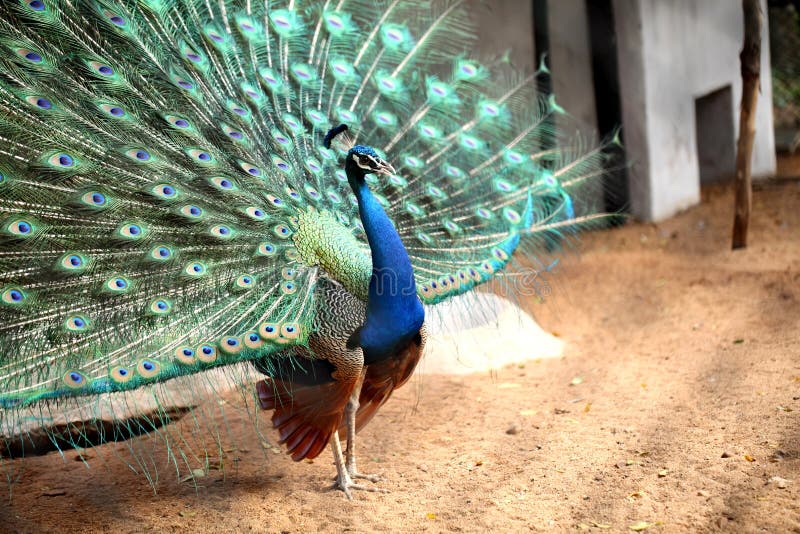 Beautiful indian peacock with fully fanned tail. Beautiful indian peacock with fully fanned tail