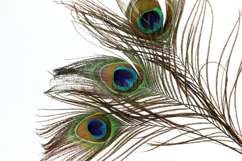 Beautiful Peacock Feathers on White Background Stock Image - Image of ...