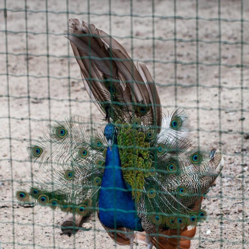 Beautiful peacock in the net fence zoo stock photography Beautiful peacock in the net fence zoo stock photography