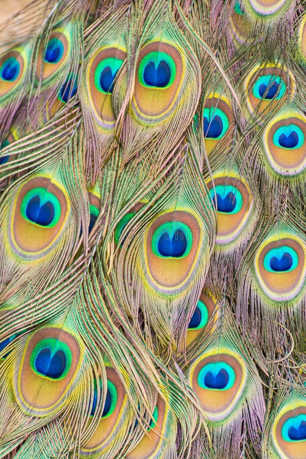 Peacock Plumage, Dancing stock photo. Image of feather - 72509166