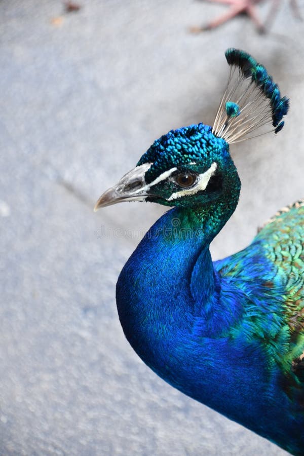 A Beautiful Peacock stock photo. Image of ritual, nature 259277856